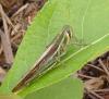 Cyrtacanthacridinae inconnu